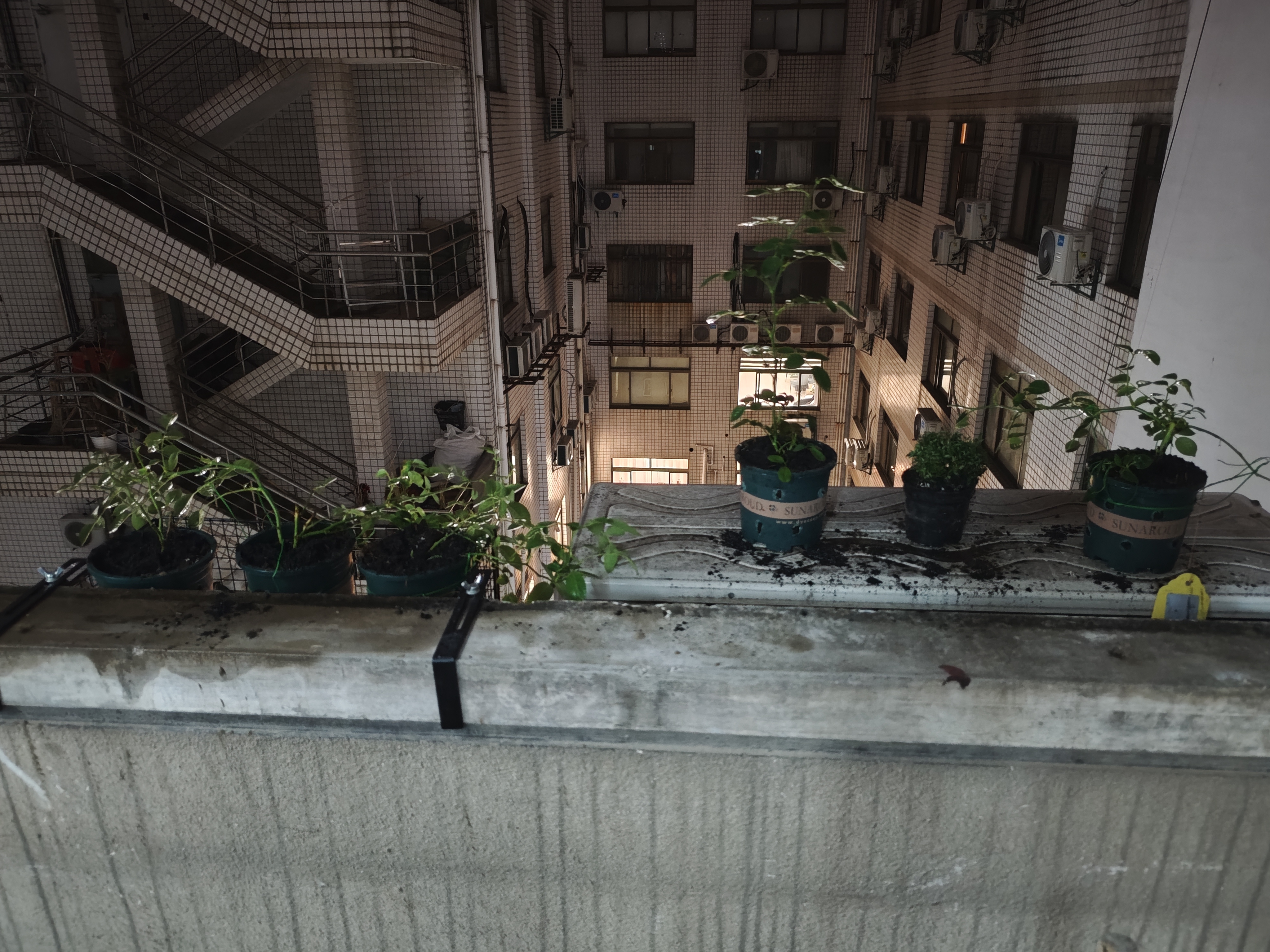 甜梦24
